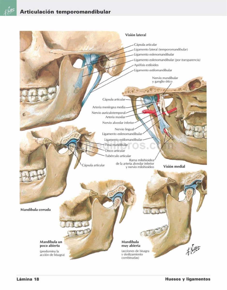 atlas de anatomia pdf